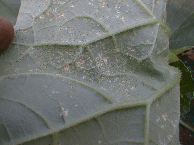 タバコガの食害痕